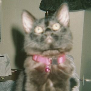 Meet your Posher, Sheri